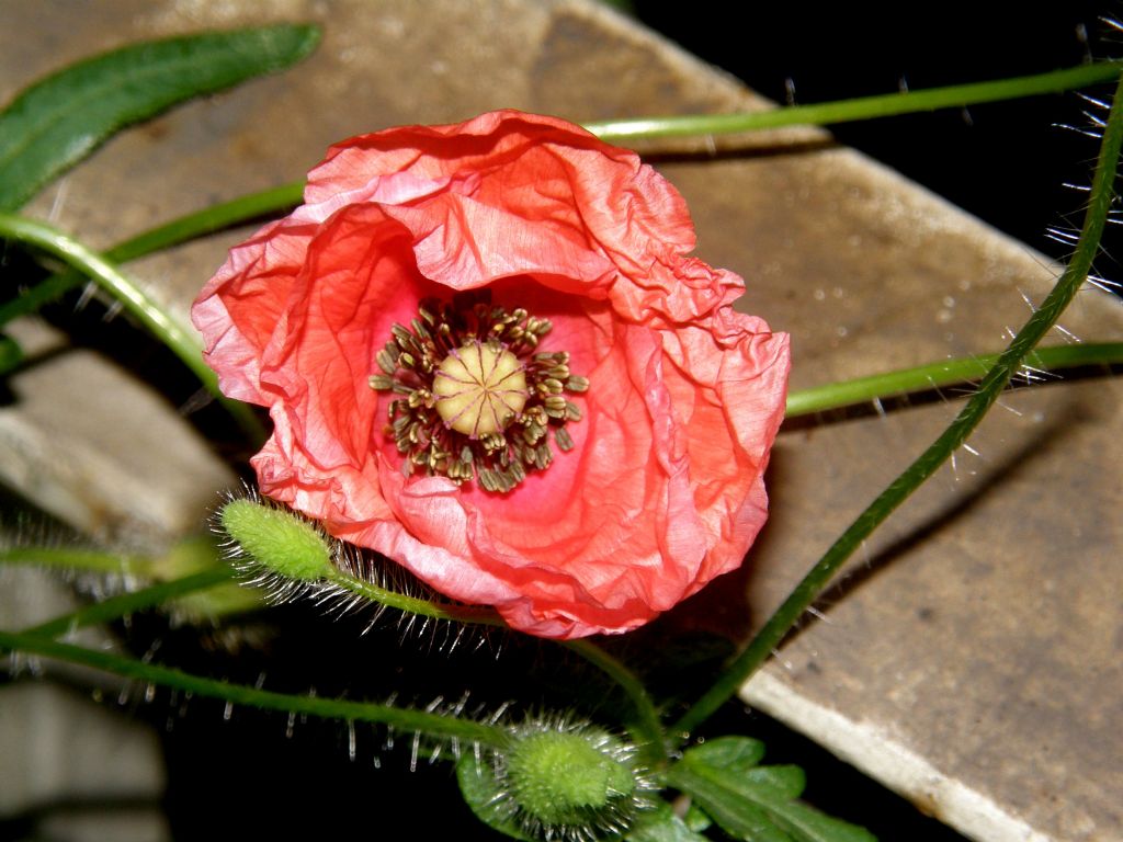 In un''aiuola milanese: Papaver rhoeas