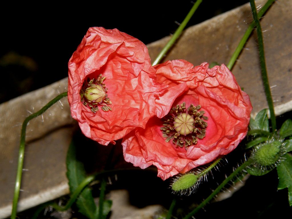 In un''aiuola milanese: Papaver rhoeas