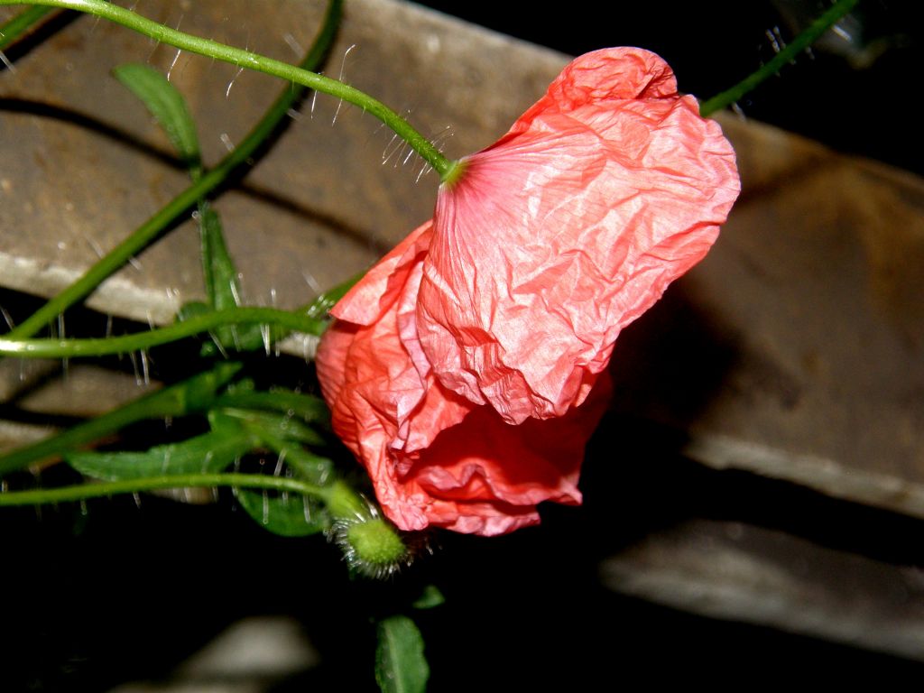 In un''aiuola milanese: Papaver rhoeas