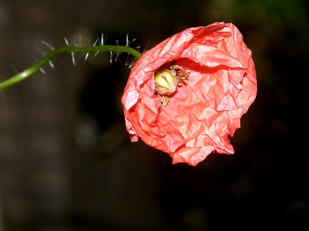 In un''aiuola milanese: Papaver rhoeas