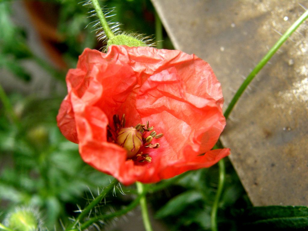 In un''aiuola milanese: Papaver rhoeas