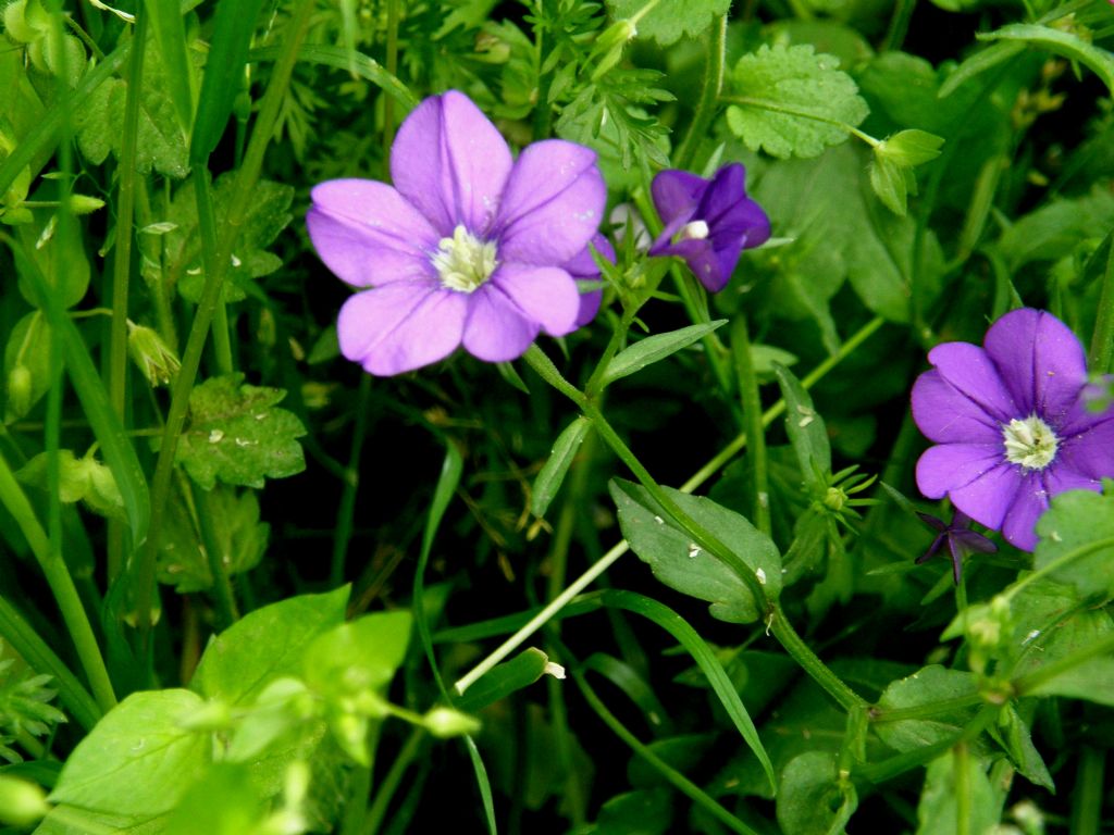 Fiori viola - Legousia speculum-veneris