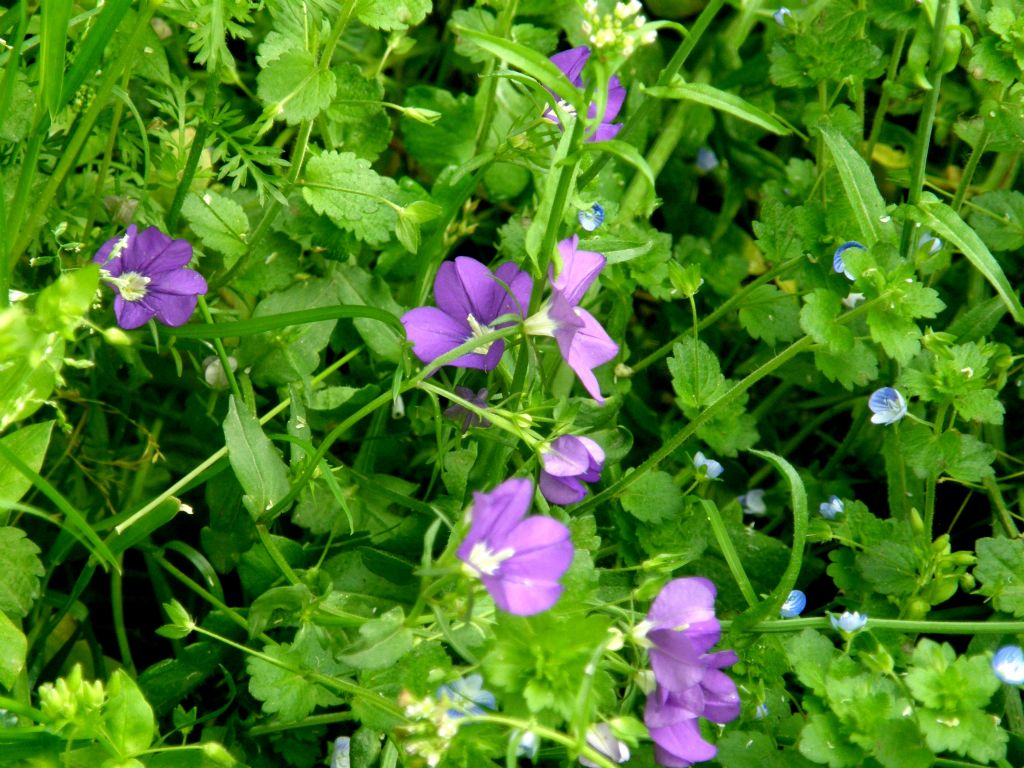 Fiori viola - Legousia speculum-veneris