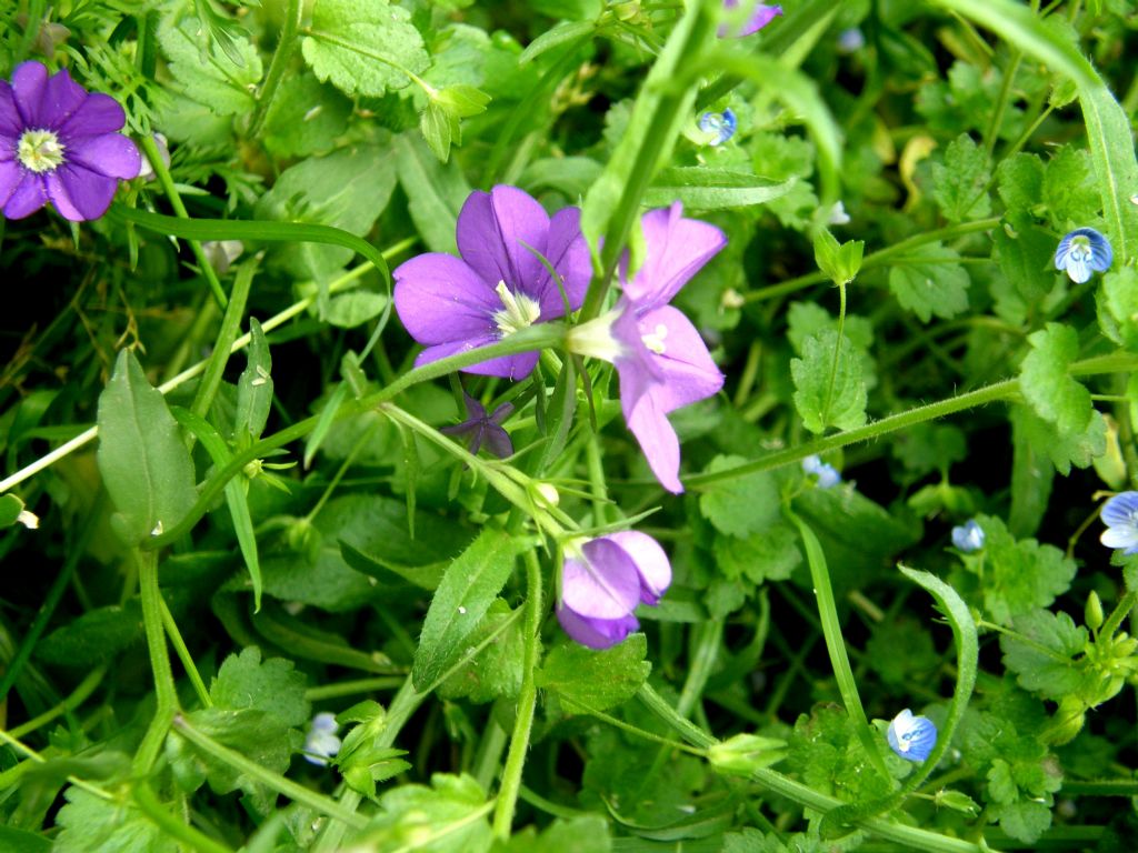 Fiori viola - Legousia speculum-veneris