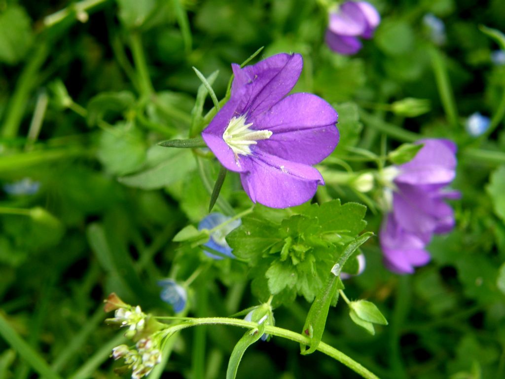 Fiori viola - Legousia speculum-veneris