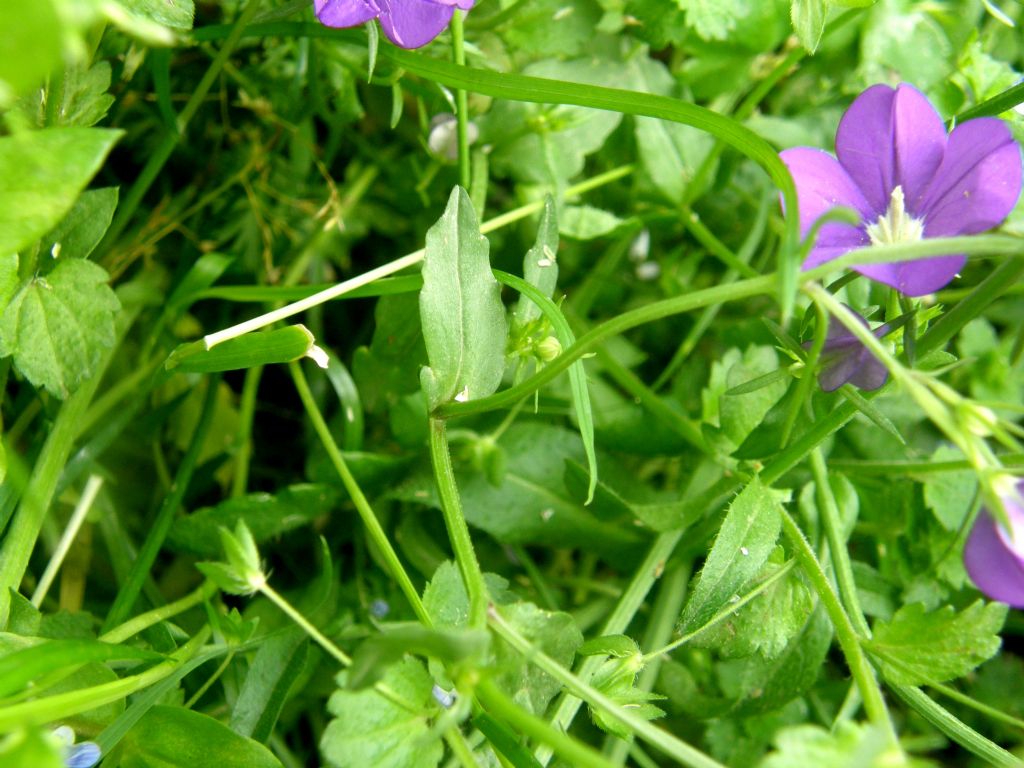 Fiori viola - Legousia speculum-veneris