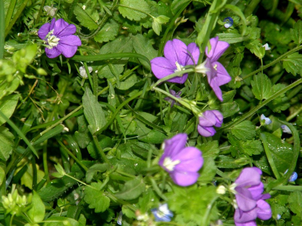 Fiori viola - Legousia speculum-veneris