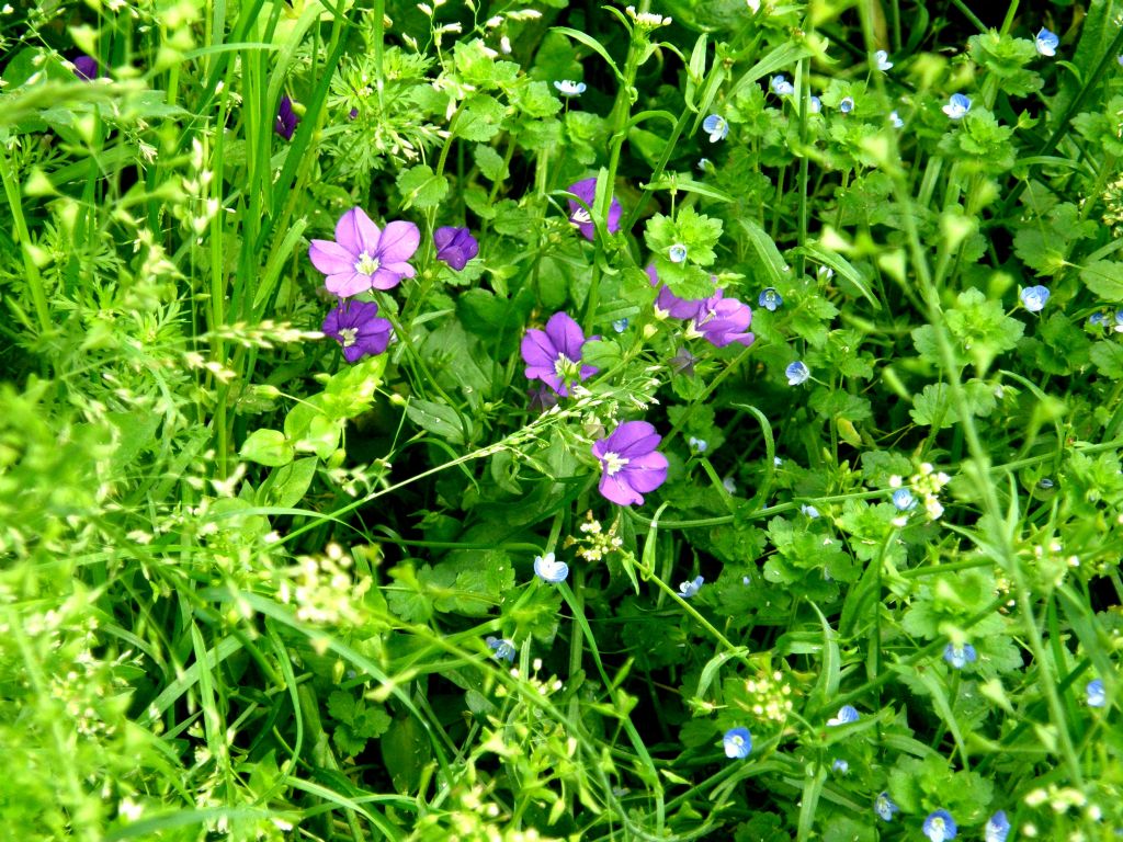 Fiori viola - Legousia speculum-veneris