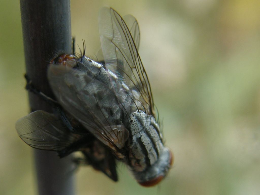 Sarcophaga sp. in accoppiamento