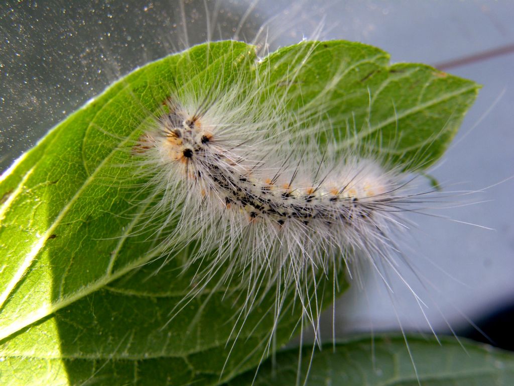 Bruco di Hyphantria cunea ( Erebidae Arctiinae)