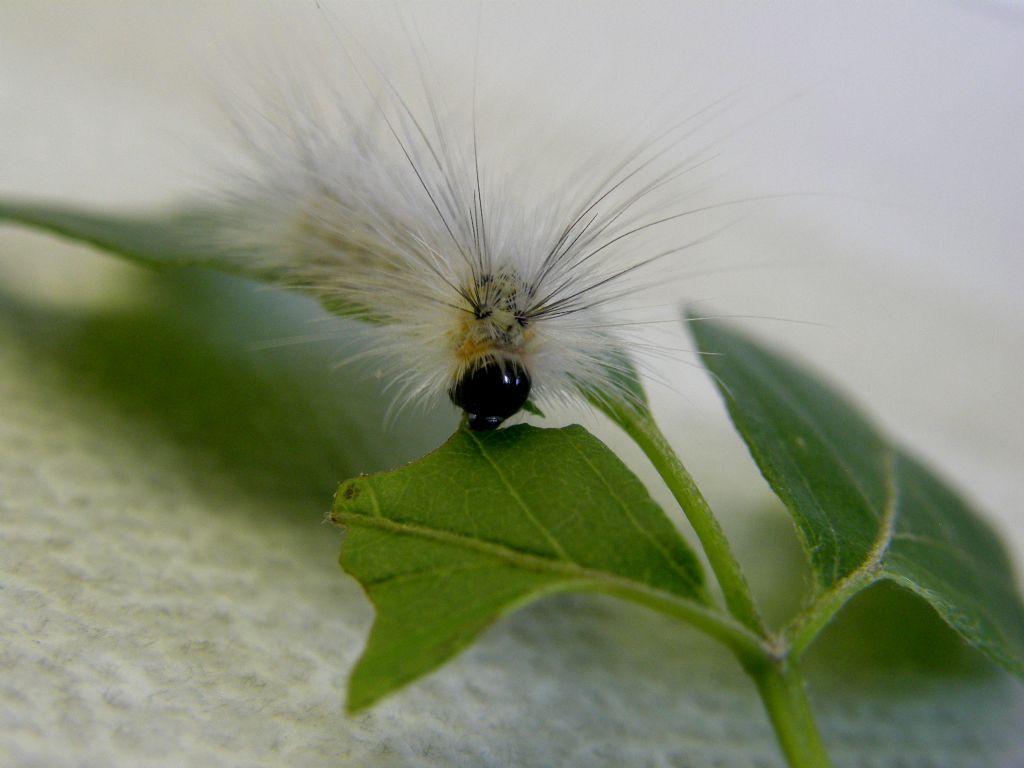 Bruco di Hyphantria cunea ( Erebidae Arctiinae)