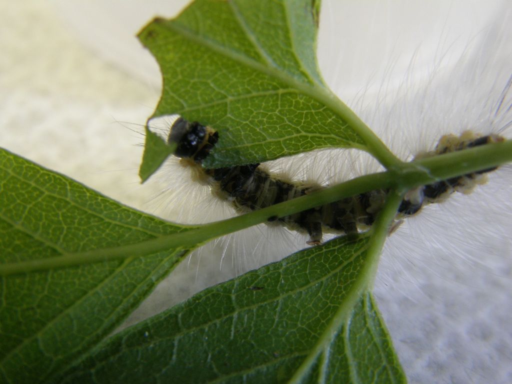 Bruco di Hyphantria cunea ( Erebidae Arctiinae)