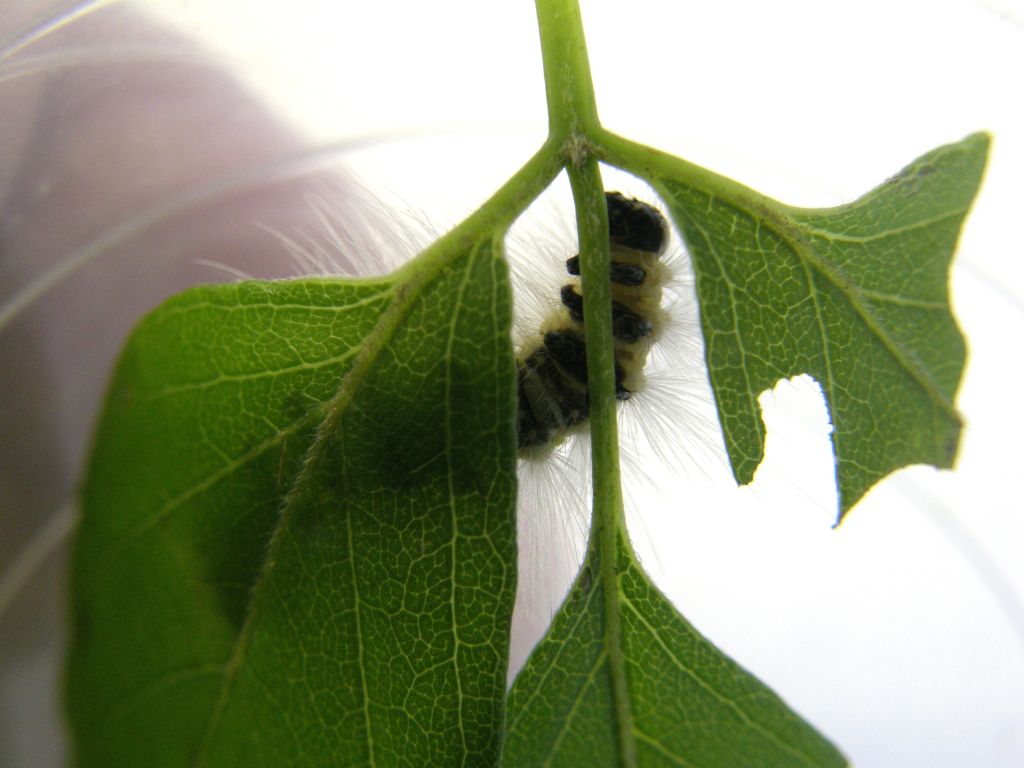 Bruco di Hyphantria cunea ( Erebidae Arctiinae)