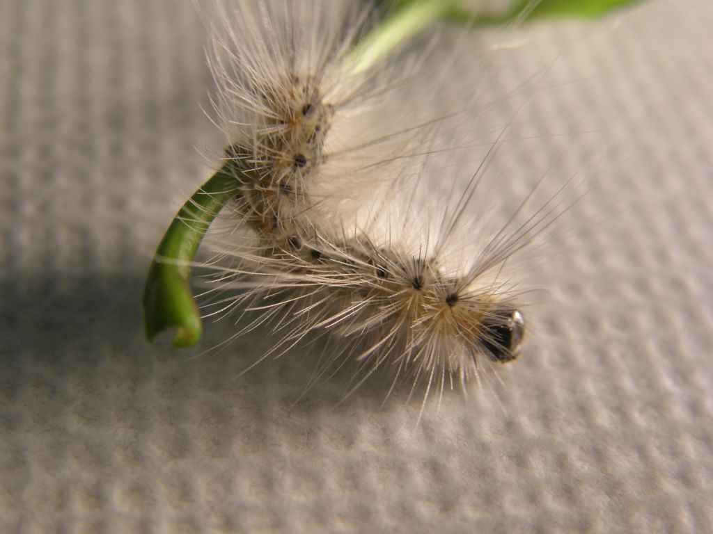 Bruco di Hyphantria cunea ( Erebidae Arctiinae)