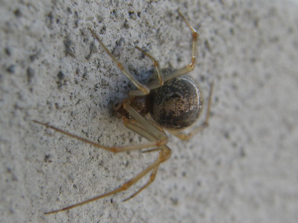 Parasteatoda tepidariorum - Milano (MI)