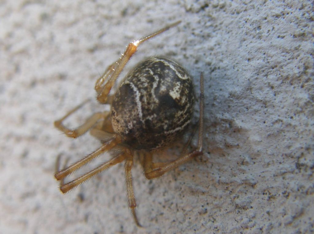 Parasteatoda tepidariorum - Milano (MI)