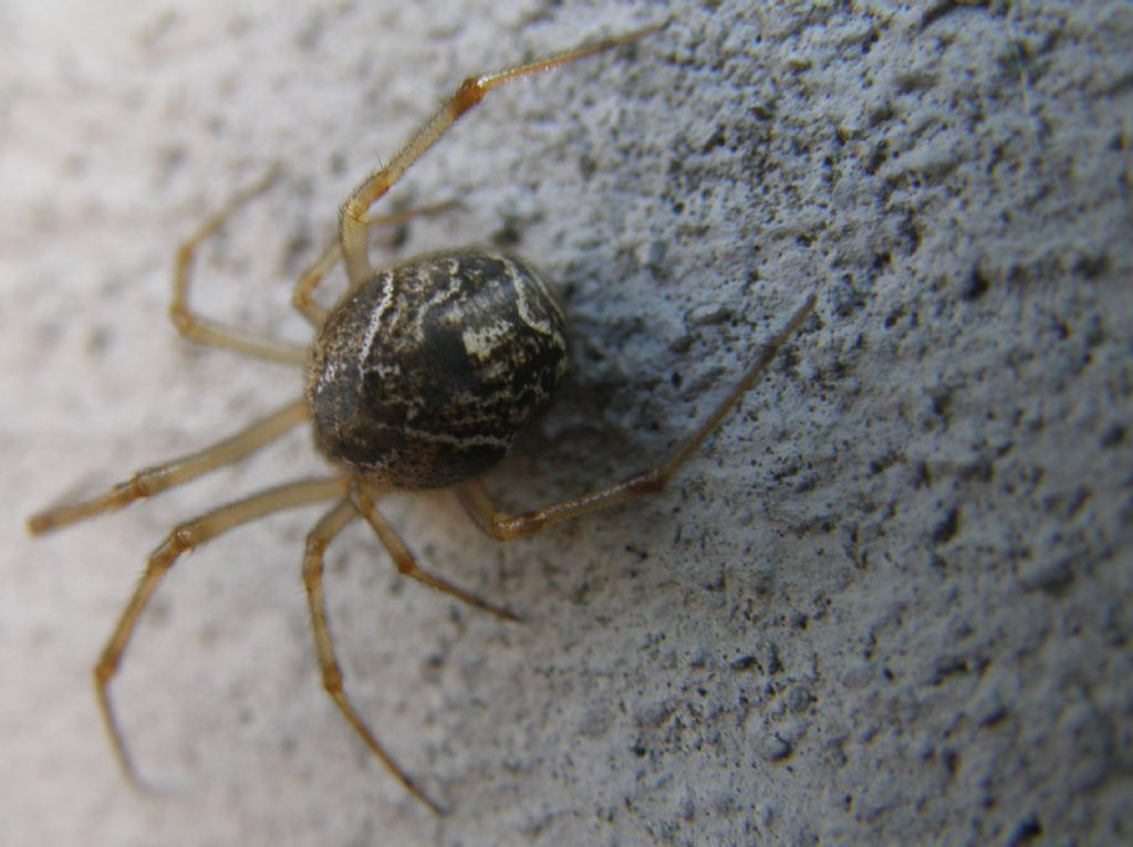 Parasteatoda tepidariorum - Milano (MI)