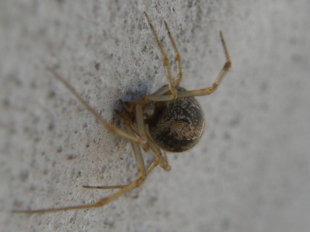 Parasteatoda tepidariorum - Milano (MI)