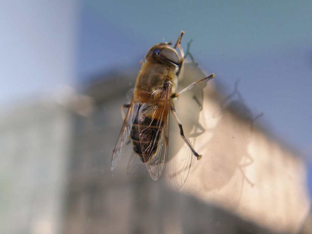 Eristalis tenax