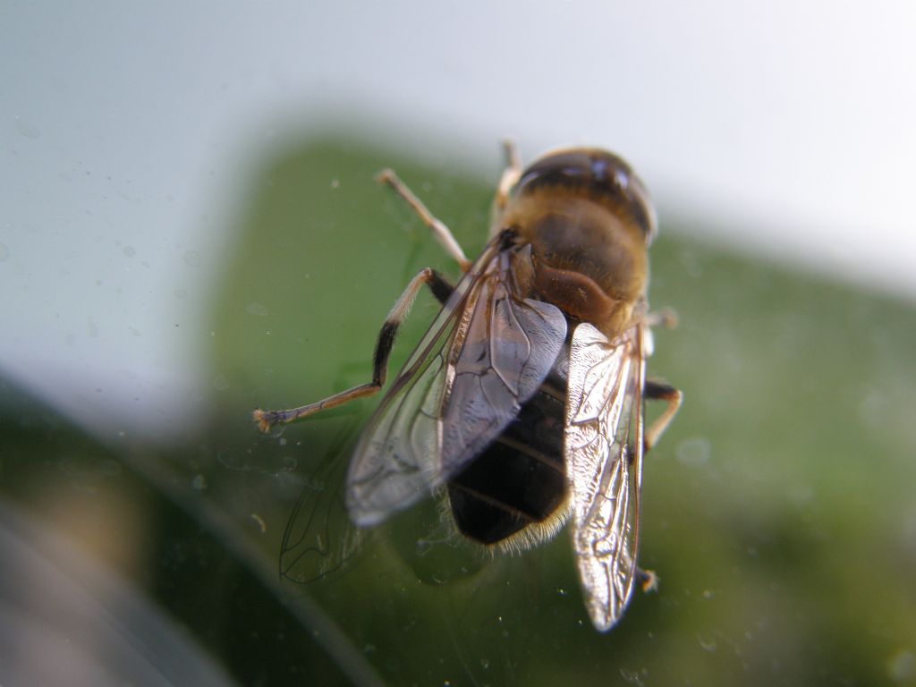 Eristalis tenax