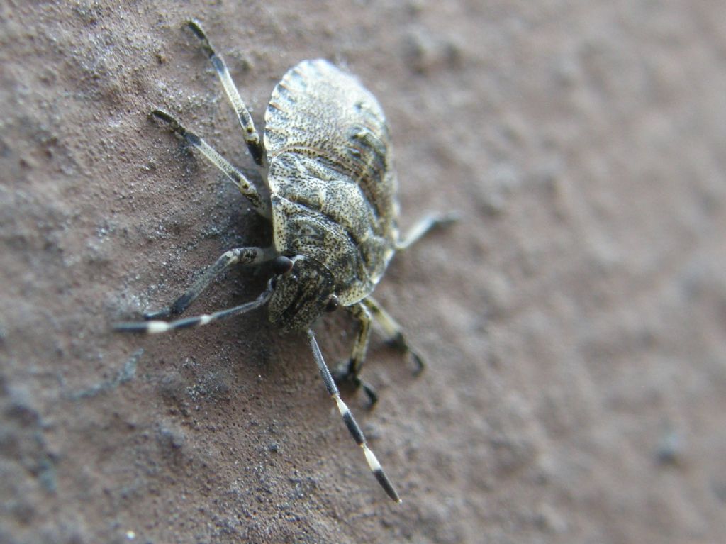 Pentatomidae: Rhaphigaster nebulusa juv. di Lombardia (MI)