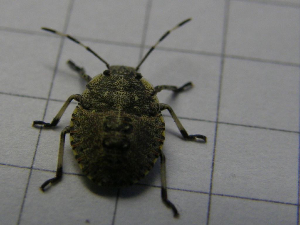 Pentatomidae: Rhaphigaster nebulusa juv. di Lombardia (MI)