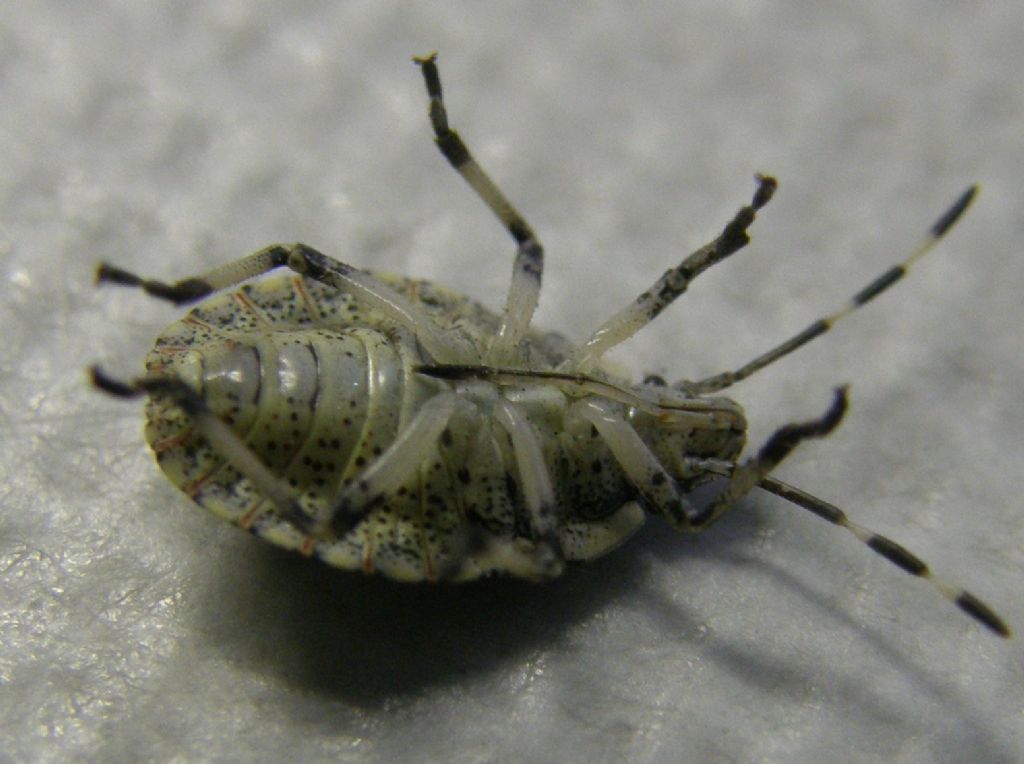 Pentatomidae: Rhaphigaster nebulusa juv. di Lombardia (MI)