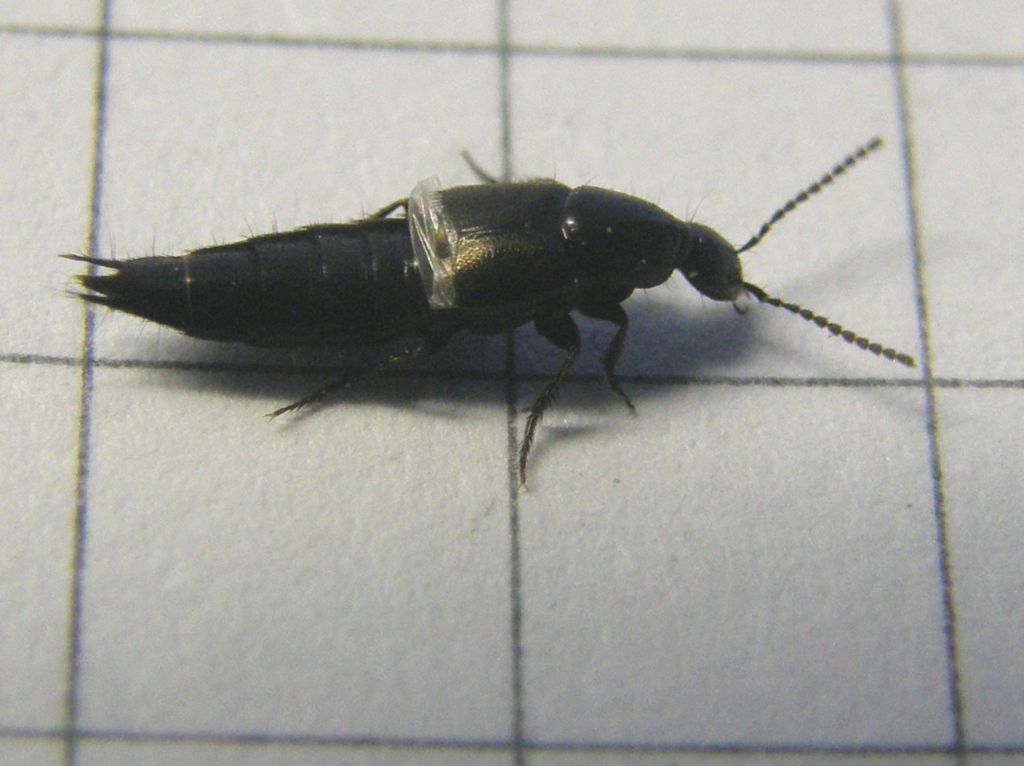 Staphylinidae da id.