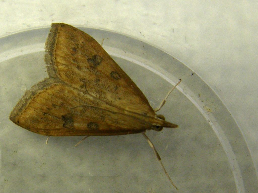 Udea ferrugalis (Crambidae)