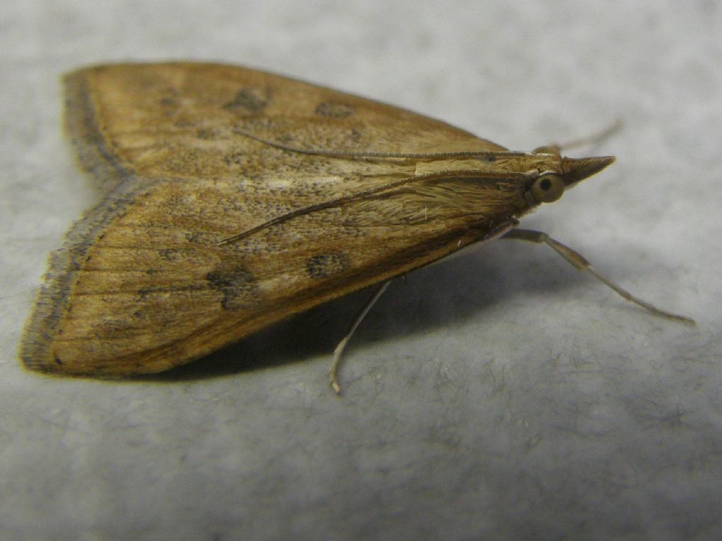 Udea ferrugalis (Crambidae)