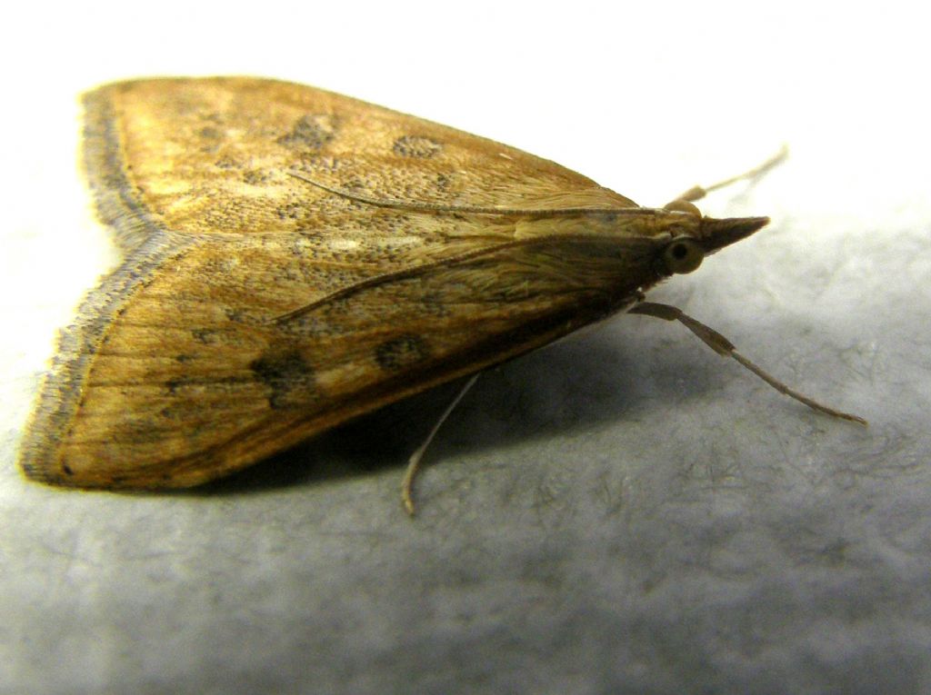 Udea ferrugalis (Crambidae)