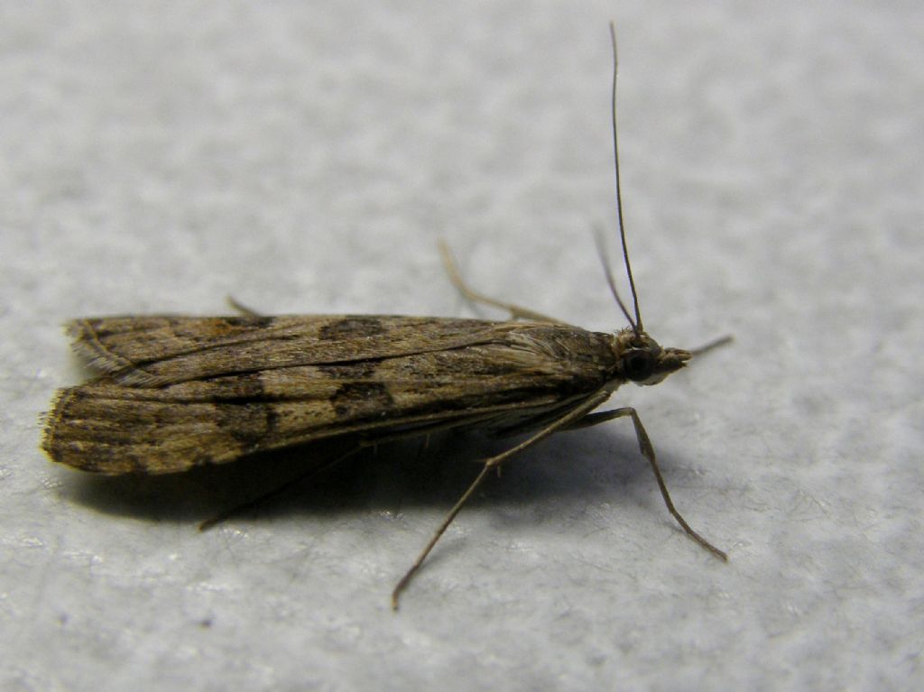 Altra falena da identificare - Nomophila noctuella