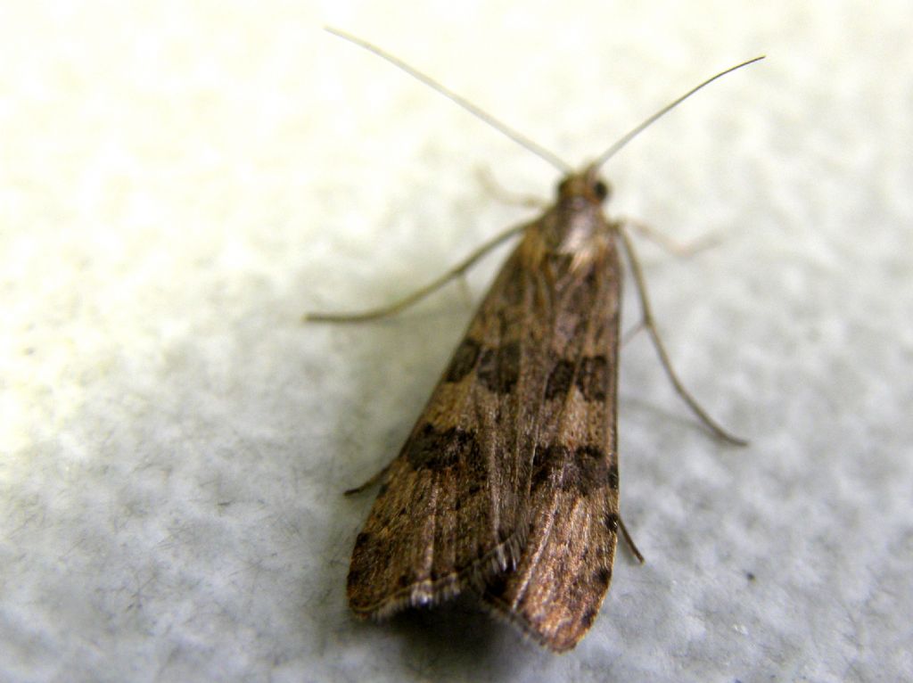 Altra falena da identificare - Nomophila noctuella