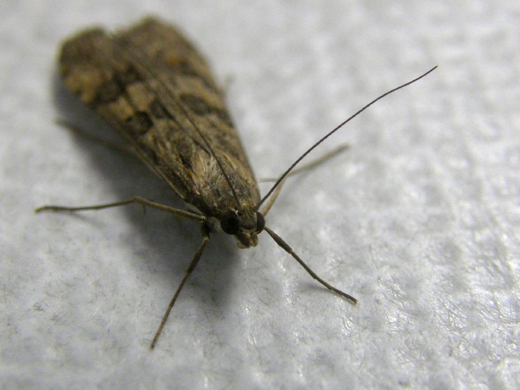 Altra falena da identificare - Nomophila noctuella