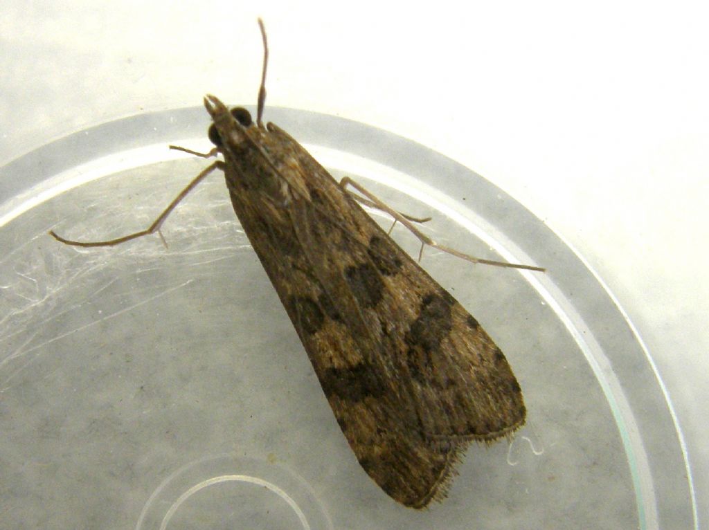 Altra falena da identificare - Nomophila noctuella