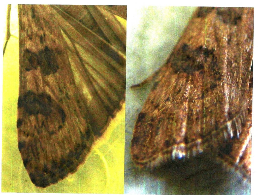 Altra falena da identificare - Nomophila noctuella