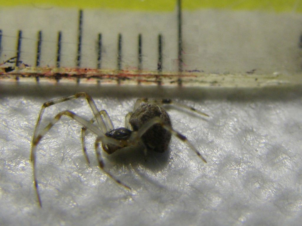 Parasteatoda tepidariorum - Milano (MI)