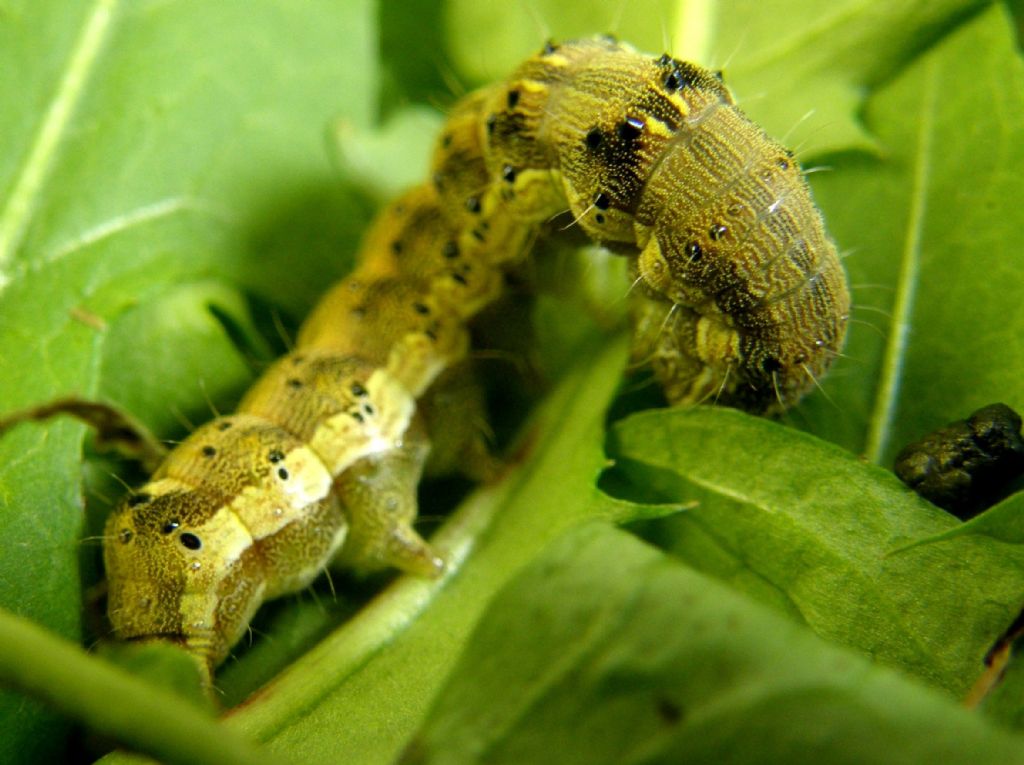 Bruco giallo da identificare - Helicoverpa armigera