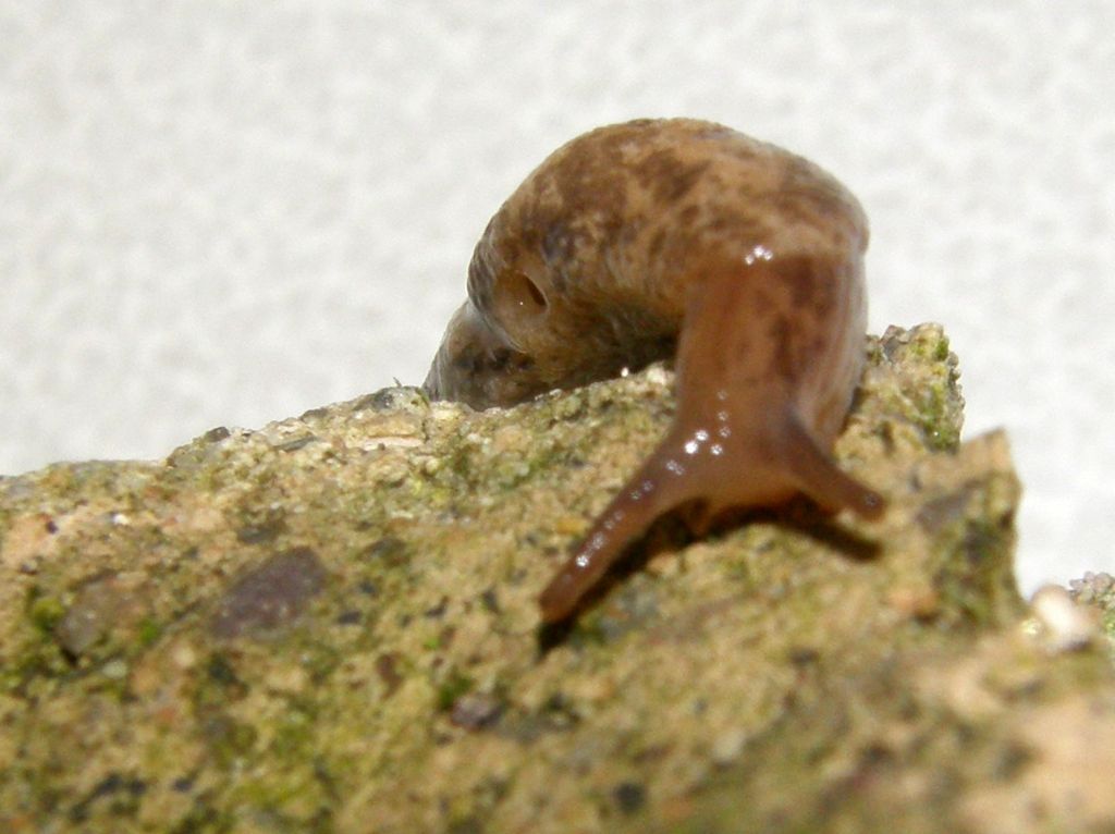 Deroceras reticulatum e Lehmannia sp.