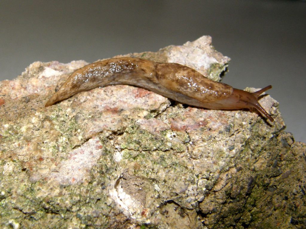 Deroceras reticulatum e Lehmannia sp.