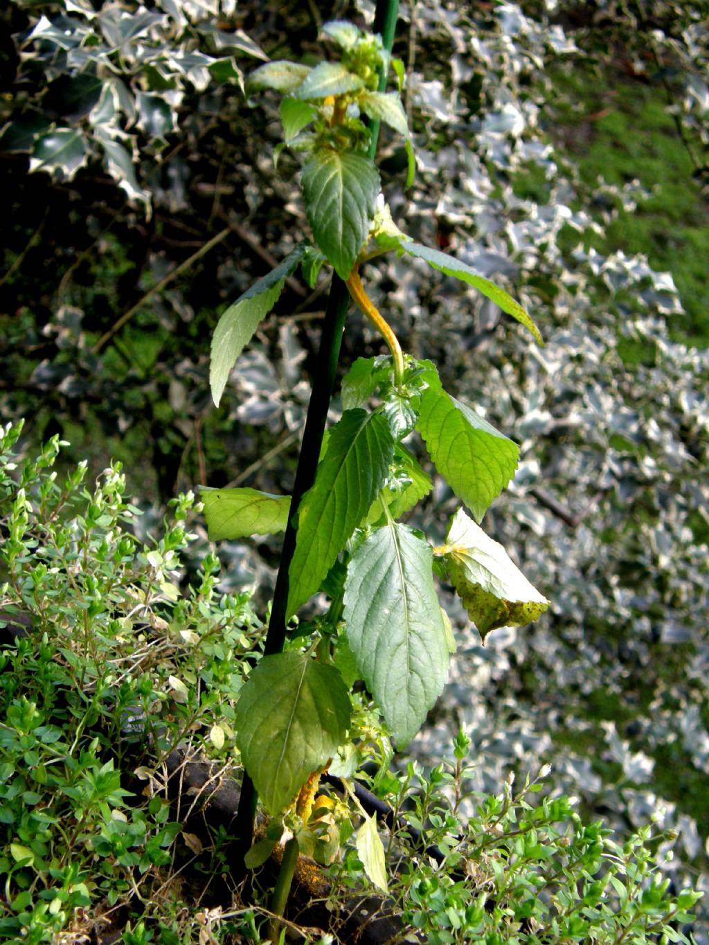 Mercurialis annua parassitata da Melampsora pulcherrima