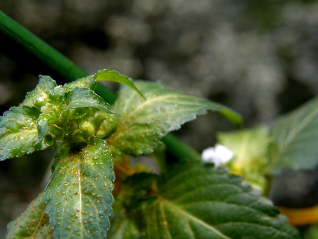 Mercurialis annua parassitata da Melampsora pulcherrima