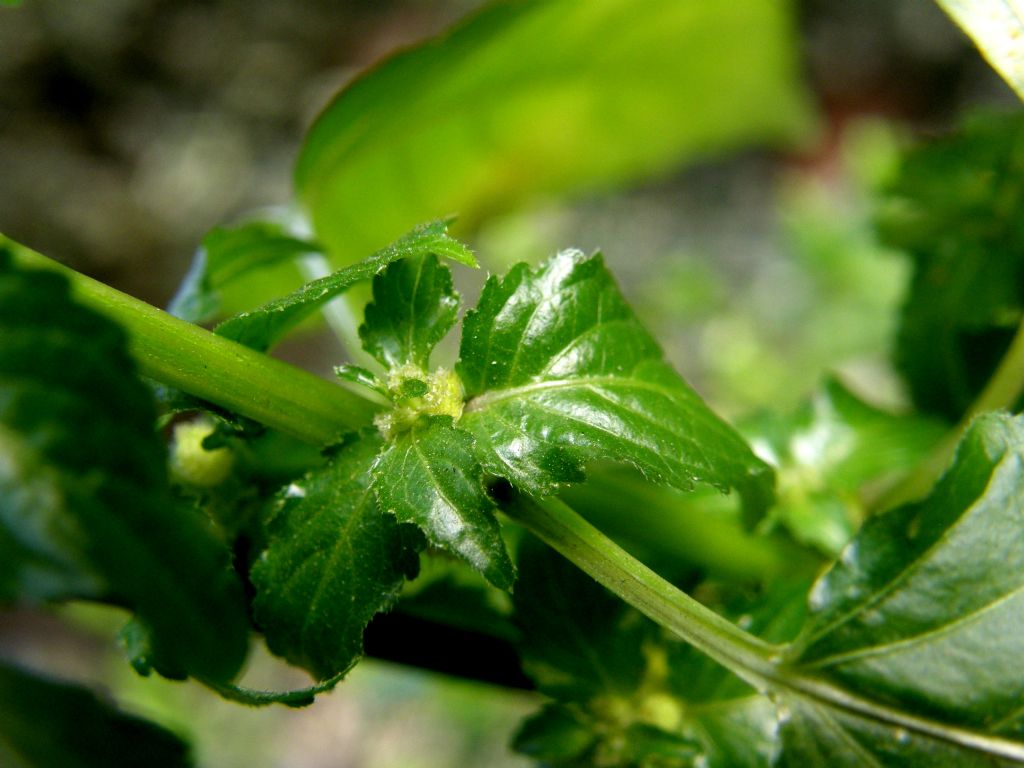 Mercurialis annua parassitata da Melampsora pulcherrima