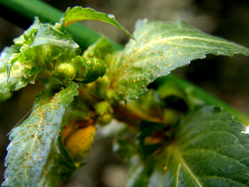 Mercurialis annua parassitata da Melampsora pulcherrima