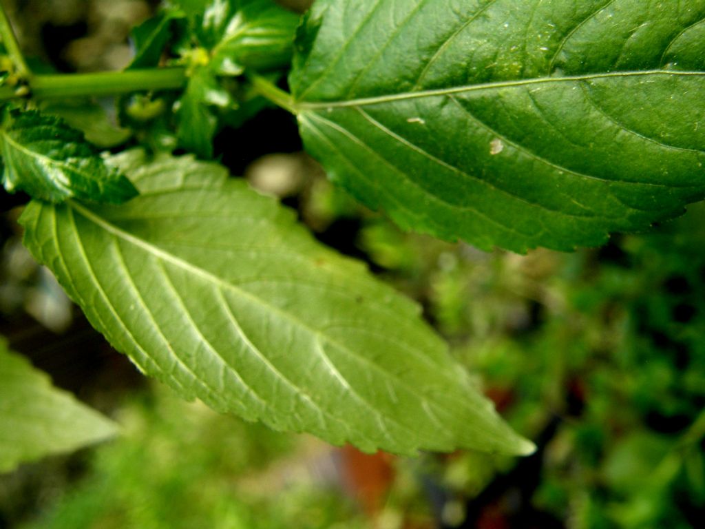 Mercurialis annua parassitata da Melampsora pulcherrima