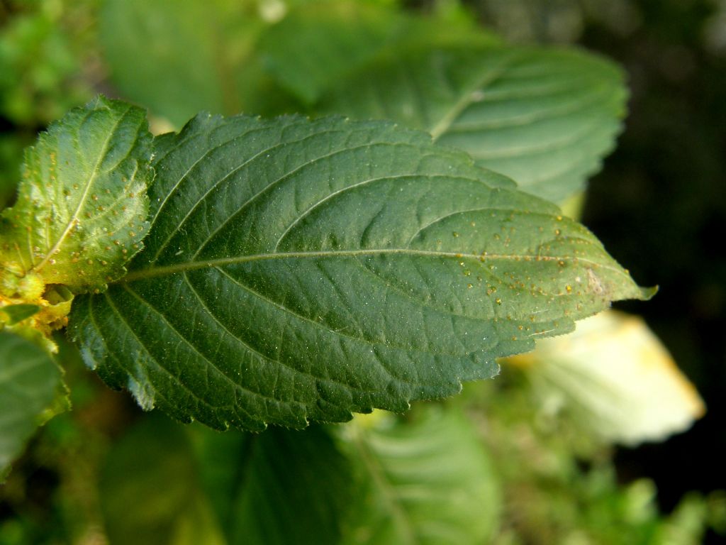 Mercurialis annua parassitata da Melampsora pulcherrima