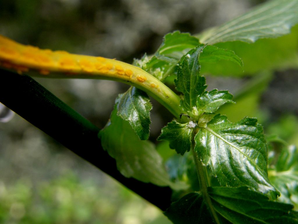 Mercurialis annua parassitata da Melampsora pulcherrima