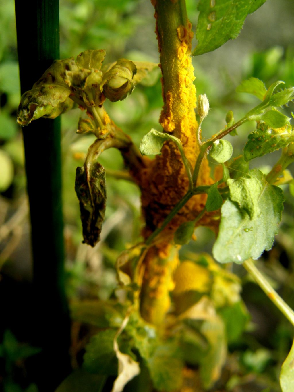 Mercurialis annua parassitata da Melampsora pulcherrima