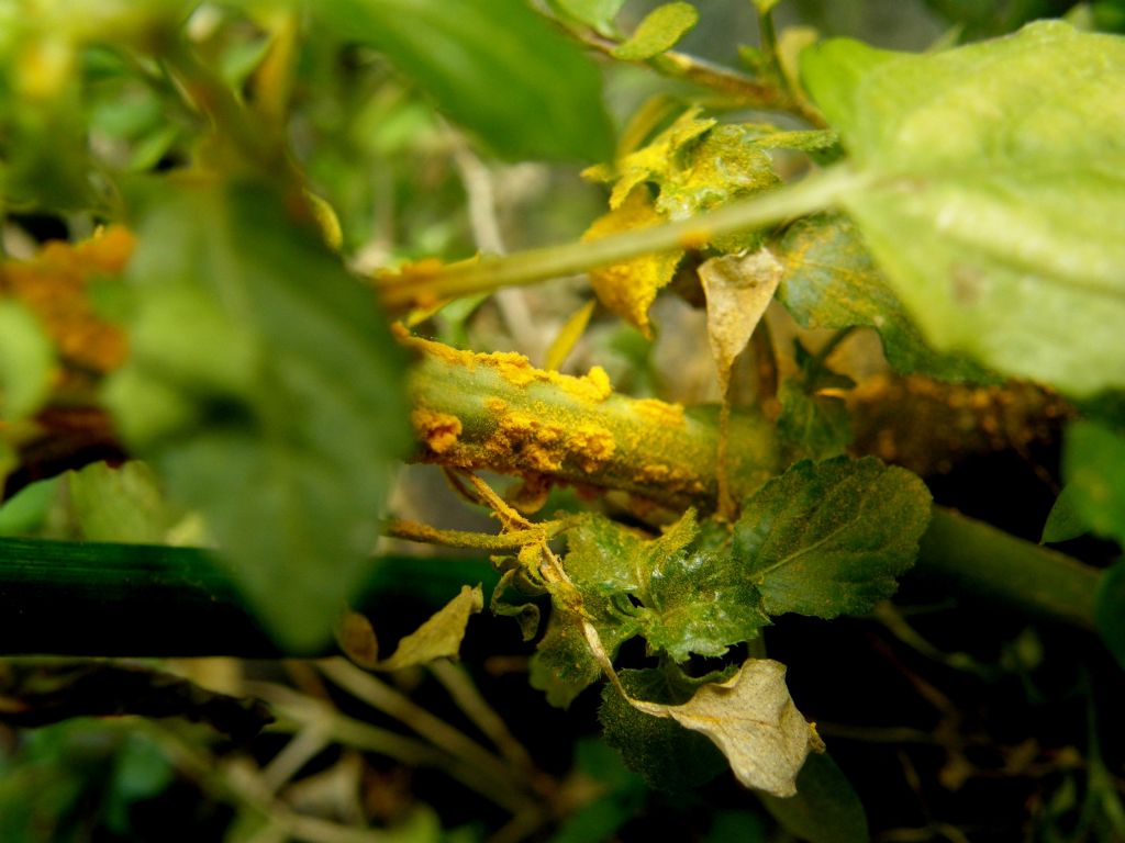 Mercurialis annua parassitata da Melampsora pulcherrima