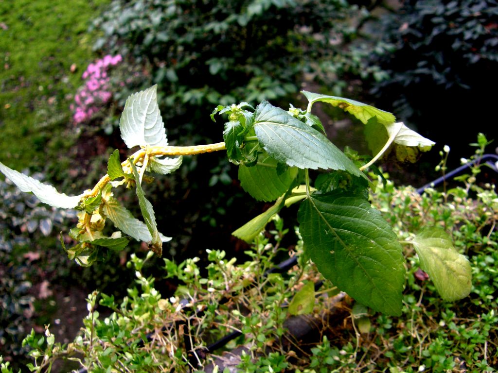 Mercurialis annua parassitata da Melampsora pulcherrima